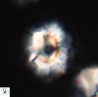 Trachylithos nuryaziciae 22329