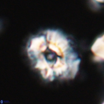 Trachylithos nuryaziciae 22330