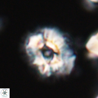 Trachylithos nuryaziciae 22330