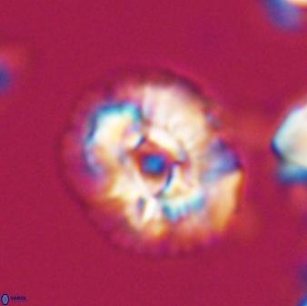 Trachylithos nuryaziciae 22331