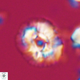 Trachylithos nuryaziciae 22331