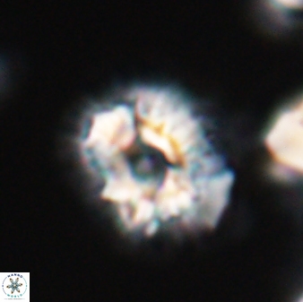 Trachylithos nuryaziciae 22333