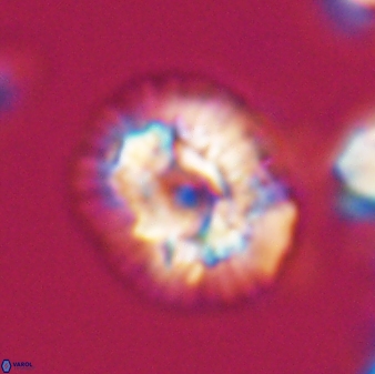 Trachylithos nuryaziciae 22334