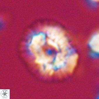 Trachylithos nuryaziciae 22334