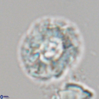 Trachylithos nuryaziciae 22335