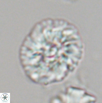 Trachylithos nuryaziciae 22336