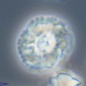 Trachylithos nuryaziciae 22337