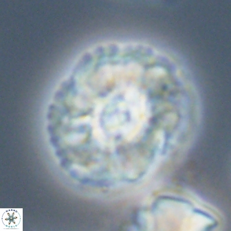 Trachylithos nuryaziciae 22337