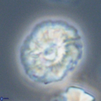 Trachylithos nuryaziciae 22338