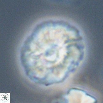 Trachylithos nuryaziciae 22338