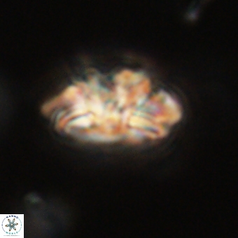 Trachylithos nuryaziciae 69700