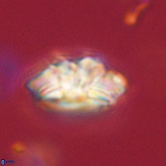 Trachylithos nuryaziciae 69701
