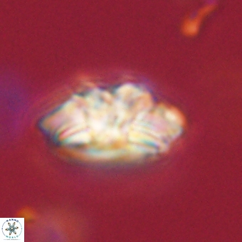 Trachylithos nuryaziciae 69701