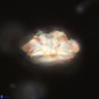 Trachylithos nuryaziciae 69702