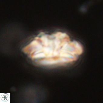 Trachylithos nuryaziciae 69702