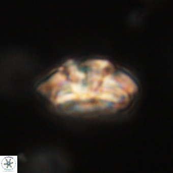 Trachylithos nuryaziciae 69703