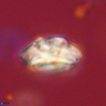 Trachylithos nuryaziciae 69704