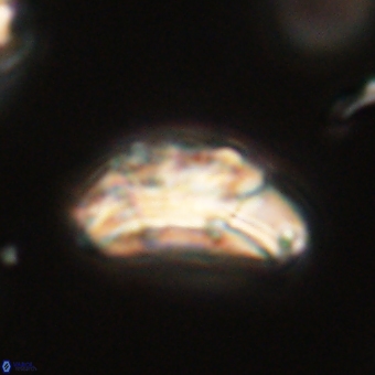 Trachylithos nuryaziciae 69705
