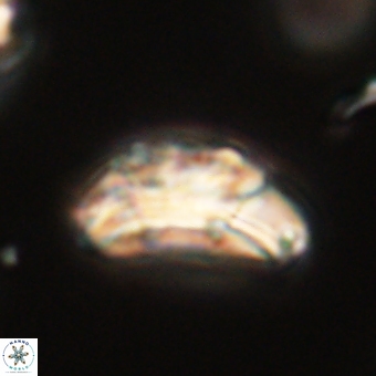 Trachylithos nuryaziciae 69705