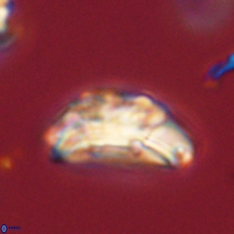 Trachylithos nuryaziciae 69706