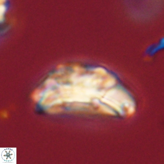 Trachylithos nuryaziciae 69706