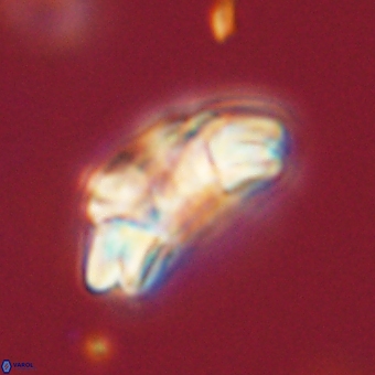 Trachylithos nuryaziciae 69707