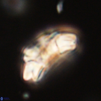 Trachylithos nuryaziciae 69708