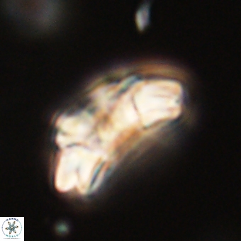 Trachylithos nuryaziciae 69708