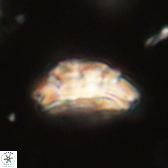 Trachylithos nuryaziciae 69709