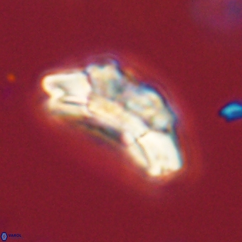 Trachylithos nuryaziciae 69711