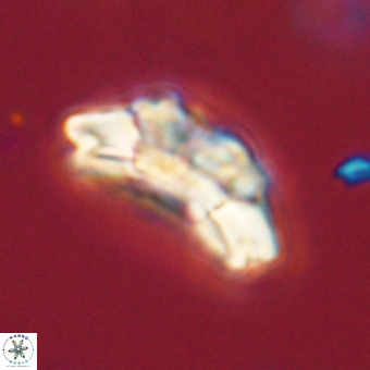 Trachylithos nuryaziciae 69711