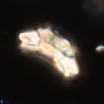 Trachylithos nuryaziciae 69712