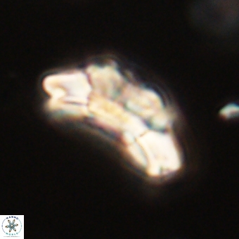 Trachylithos nuryaziciae 69712