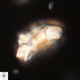 Trachylithos nuryaziciae 69713