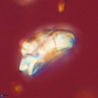 Trachylithos nuryaziciae 69714