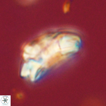 Trachylithos nuryaziciae 69714
