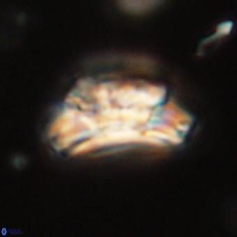 Trachylithos nuryaziciae 69716