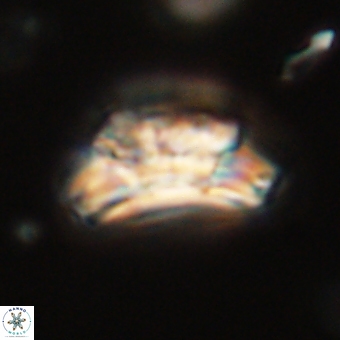 Trachylithos nuryaziciae 69716