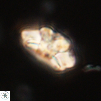 Trachylithos nuryaziciae 69717