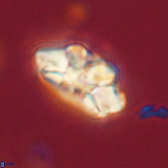 Trachylithos nuryaziciae 69718