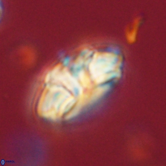 Trachylithos nuryaziciae 69719