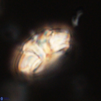 Trachylithos nuryaziciae 69720