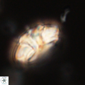 Trachylithos nuryaziciae 69720