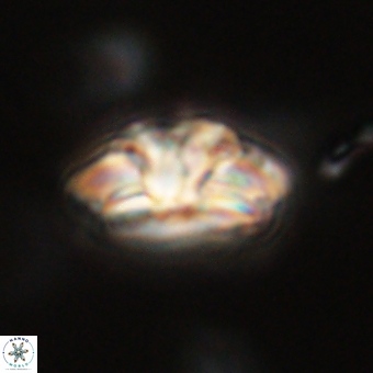 Trachylithos nuryaziciae 69721