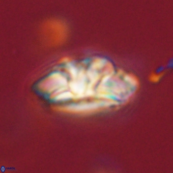 Trachylithos nuryaziciae 69722
