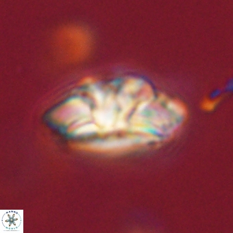 Trachylithos nuryaziciae 69722