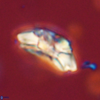 Trachylithos nuryaziciae 69723
