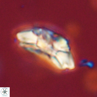 Trachylithos nuryaziciae 69723