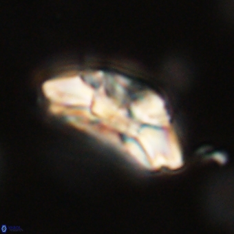 Trachylithos nuryaziciae 69724