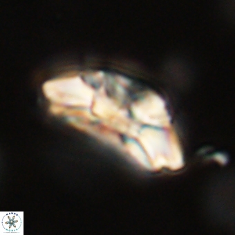 Trachylithos nuryaziciae 69724